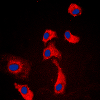 GPR116 Antibody