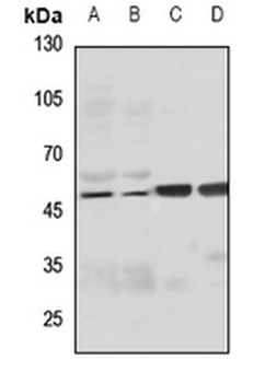 FILTRIN Antibody