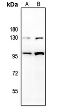 CD85j Antibody