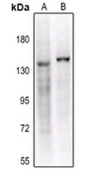 CD41 HC Antibody