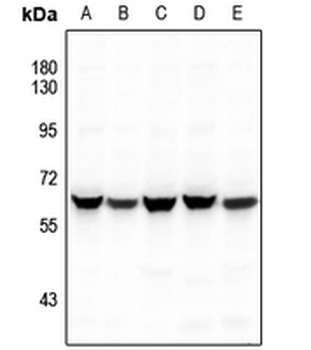 hnRNP LL Antibody