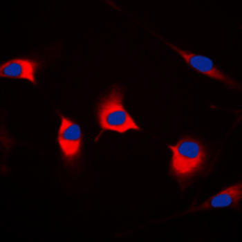 CDKL4 Antibody