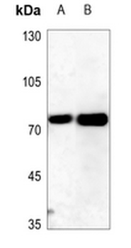 ITPKC Antibody