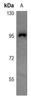 CHSY2 Antibody