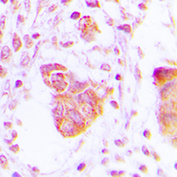 MOV10L1 Antibody