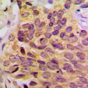 MRPL39 Antibody