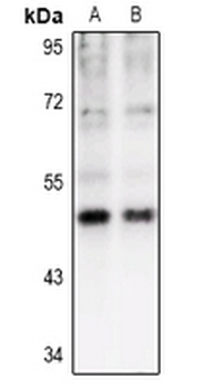 CK1 gamma 1 Antibody