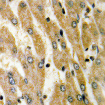 ACSL6 Antibody