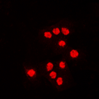 ATF7 Antibody