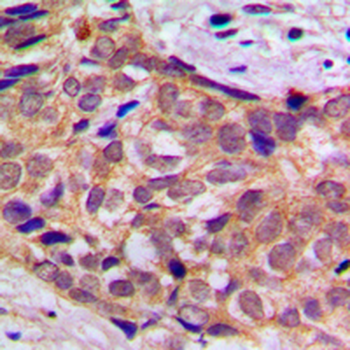 14-3-3 theta Antibody