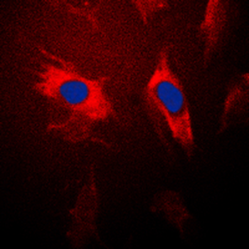 14-3-3 theta Antibody