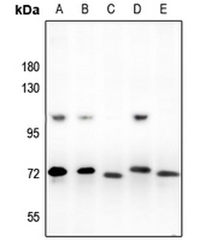 ARNT2 Antibody