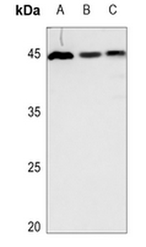 GDF15 Antibody