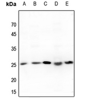 Translin Antibody