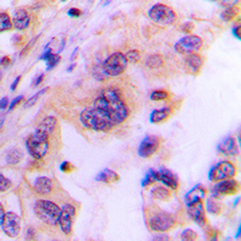 Translin Antibody
