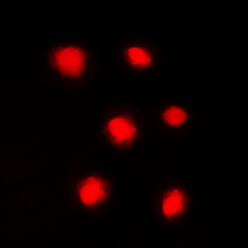 Histone H4 (pS47) Antibody