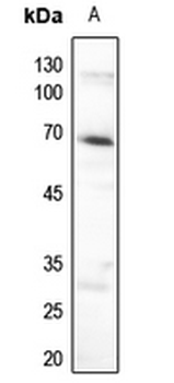 AMPK alpha 1 (pS496) Antibody