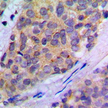PLA2G4A (pS505) Antibody