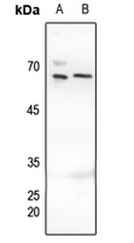 MUTYH Antibody