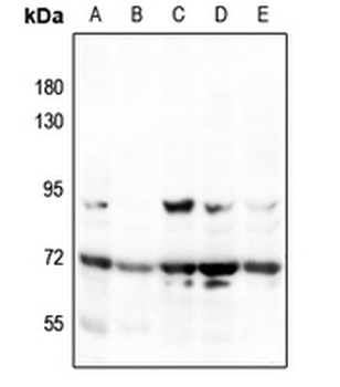 MEKK3 Antibody