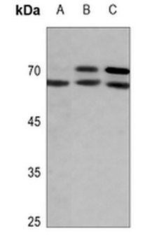 Lamin A/C (pS392) Antibody