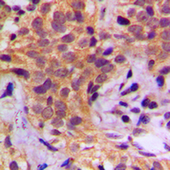 HSP90 beta (pS254) Antibody