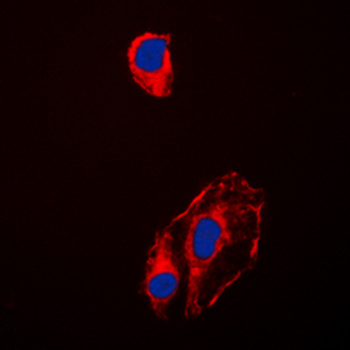 HSP90 beta (pS254) Antibody