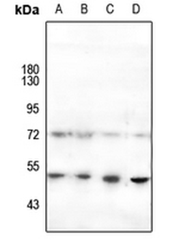 HNF4 alpha (pS313) Antibody
