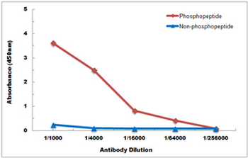 HNF4 alpha (pS313) Antibody