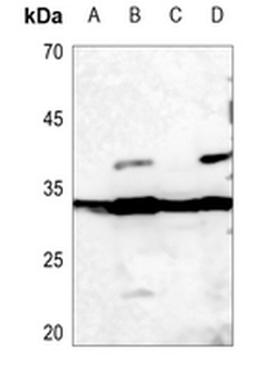 Histone H1.0 Antibody