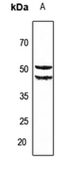 Cytochrome P450 2A6 Antibody