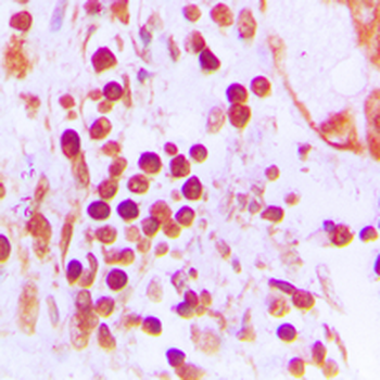 CstF-50 Antibody