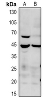 p38 (pT180) Antibody
