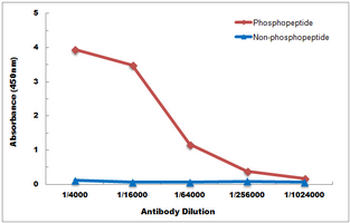 p38 (pT180) Antibody