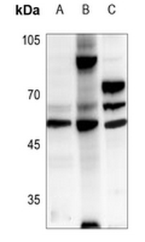 CKMT2 Antibody