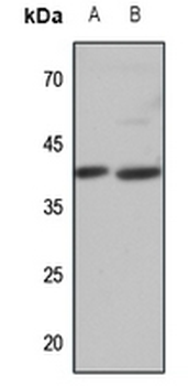 APJ Antibody
