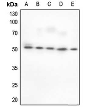 BAF53A Antibody