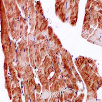 SPARC Antibody