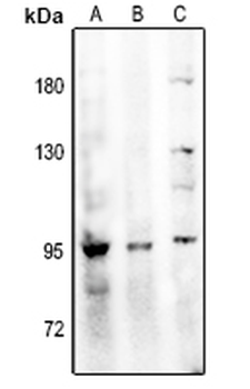 NHE5 Antibody