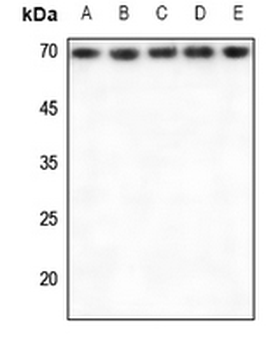 RPA1 Antibody