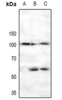 CTIP (pS327) Antibody