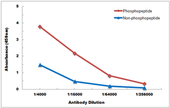 CTIP (pS327) Antibody