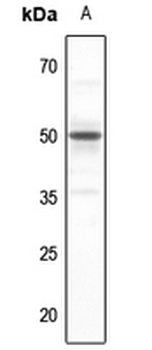SERINC2 Antibody