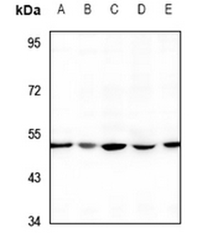 RIMKLA Antibody