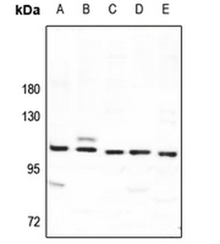 SYNE3 Antibody