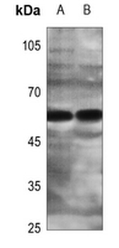 ZNF280A Antibody