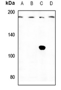 IQGAP3 Antibody