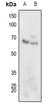 ARMC6 Antibody