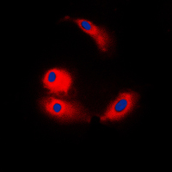 ARMC6 Antibody
