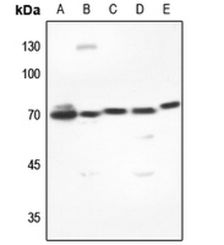 DUSP16 Antibody